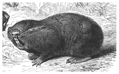 A marsupial mole (A)