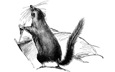 A marsupial mole (B)