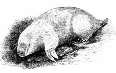 A marsupial mole (C)