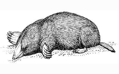 A marsupial mole (D)