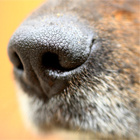 a dog's nose