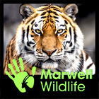 Marwell Wildlife