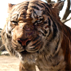 Shere Khan from The Jungle Book