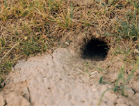 ESL Vocab - A burrow 