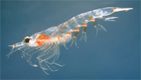 ESL Vocab - Krill