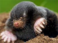 ESL Vocab - A mole