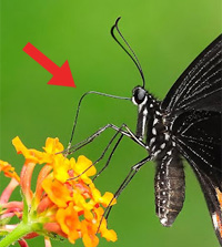 ESL Vocab - A proboscis