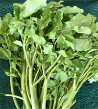 ESL Vocab - Watercress