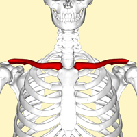 ESL Vocab - Clavicle