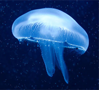 ESL Vocab - A jellyfish