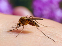 ESL Vocab - A mosquito