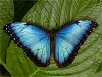 ESL Vocab - A butterfly 