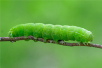 ESL Vocab - A caterpillar