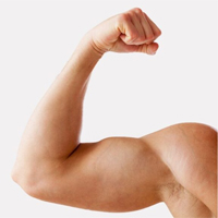 ESL Vocab - Biceps