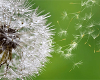 ESL Vocab - Dandelion fuzz 