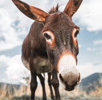 ESL Vocab - A donkey 