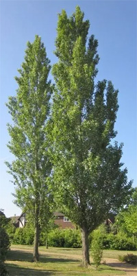 ESL Vocab - A poplar 