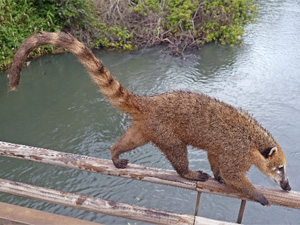 Coati