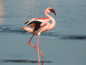 Flamingo