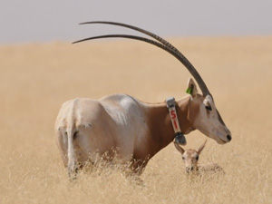 Scimitar Oryx