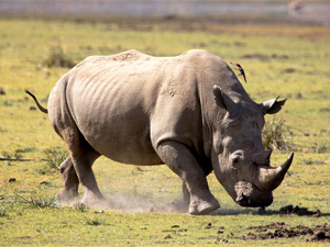 Rhino