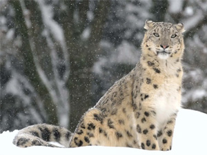 Snow Leopard