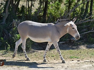 Somali Wild Ass