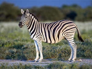 Zebra