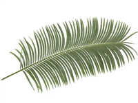 ESL Vocab - A frond