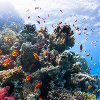 ESL Vocab - A reef