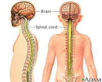 ESL Vocab - Spinal cord 