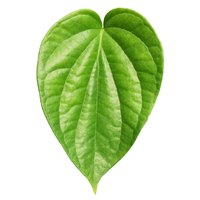 ESL Vocab - A betel leaf 