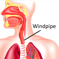 ESL Vocab - The windpipe